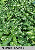 Hosta Middle Ridge