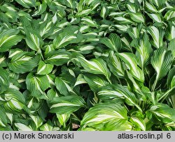 Hosta Middle Ridge