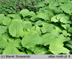 Hosta Blue and Gold