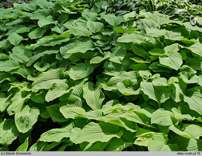 Hosta Blue and Gold