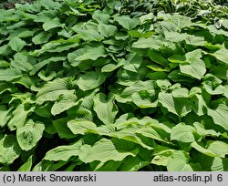 Hosta Blue and Gold