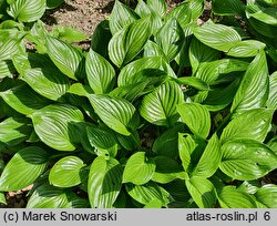 Hosta ventricosa (funkia rozdęta)