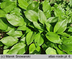 Hosta ventricosa (funkia rozdęta)