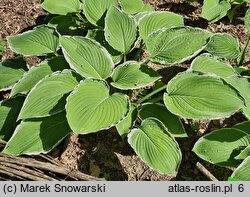 Hosta Frosted Jade