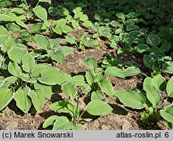 Hosta Frosted Jade