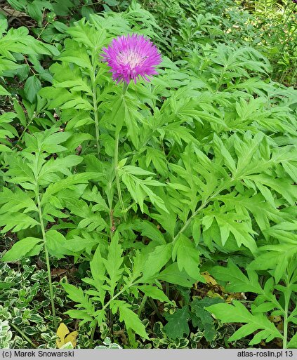 Centaurea dealbata Steenbergii