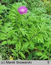 Centaurea dealbata Steenbergii