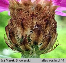 Centaurea dealbata Steenbergii