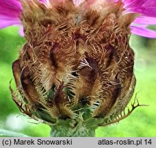 Centaurea dealbata Steenbergii