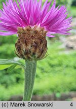 Centaurea dealbata Steenbergii