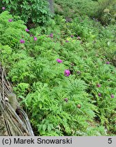 Centaurea dealbata Steenbergii