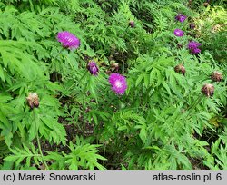 Centaurea dealbata Steenbergii