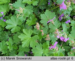 Geranium ×cantabrigense Cambridge