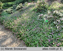 Geranium ×cantabrigense Cambridge