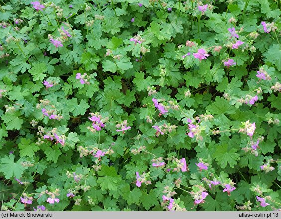 Geranium ×cantabrigense Cambridge