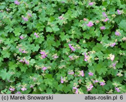 Geranium ×cantabrigense Cambridge