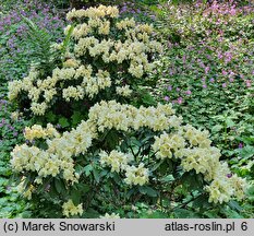 Rhododendron hort. Golden Torch
