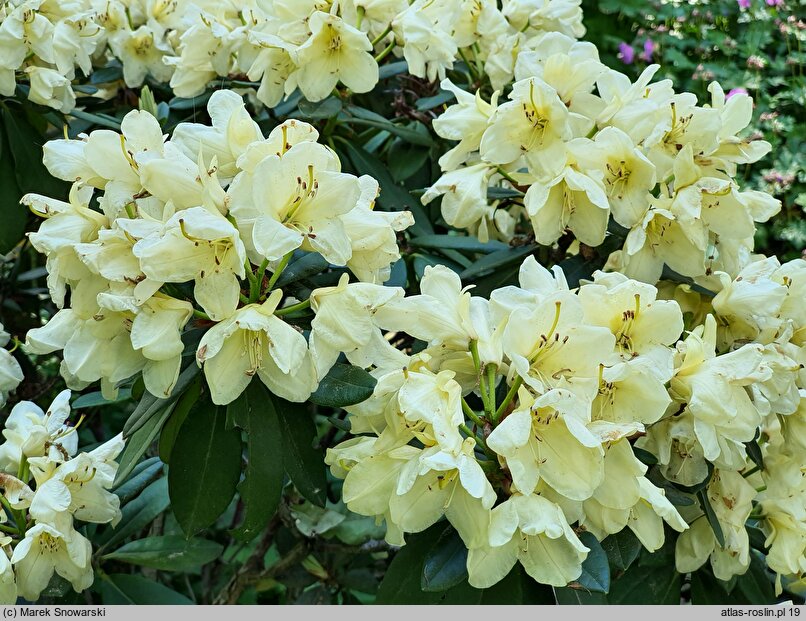 Rhododendron hort. Golden Torch