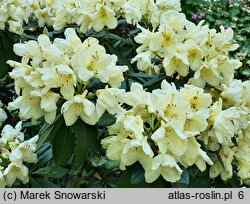 Rhododendron hort. Golden Torch