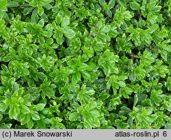 Pachysandra terminalis Variegata