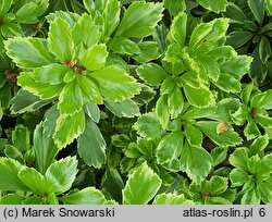 Pachysandra terminalis Variegata