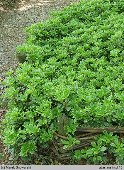 Pachysandra terminalis Variegata