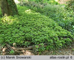 Pachysandra terminalis Variegata