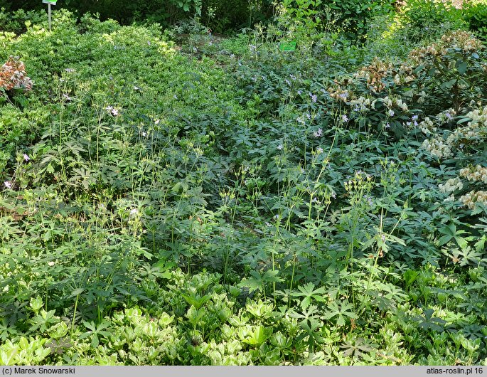 Geranium maculatum Espresso