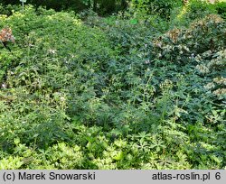 Geranium maculatum Espresso