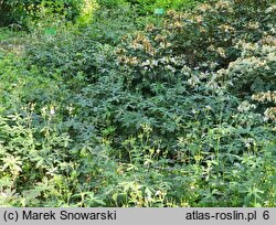 Geranium maculatum Espresso