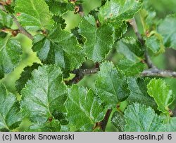 Nothofagus antarctica (bukan antarktyczny)