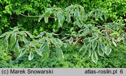 Cornus controversa Variegata