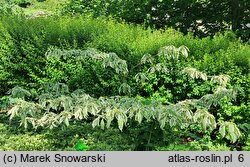 Cornus controversa Variegata