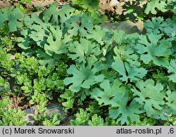 Sanguinaria canadensis (sangwinaria kanadyjska)