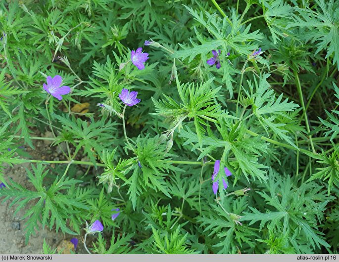 Geranium hort. Nimbus