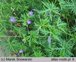 Geranium hort. Nimbus