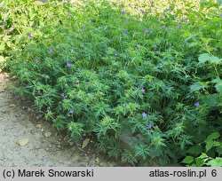 Geranium hort. Nimbus