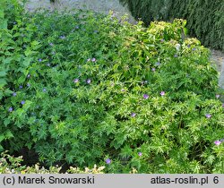 Geranium hort. Nimbus
