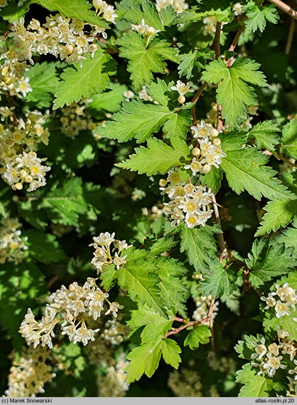 Neillia incisa Crispa