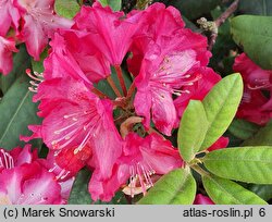 Rhododendron hort. Marabu