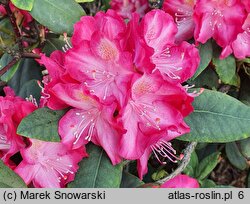 Rhododendron hort. Marabu