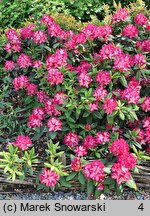 Rhododendron Marabu