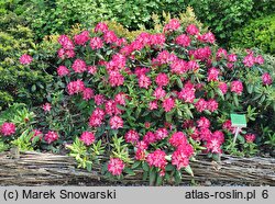 Rhododendron hort. Marabu