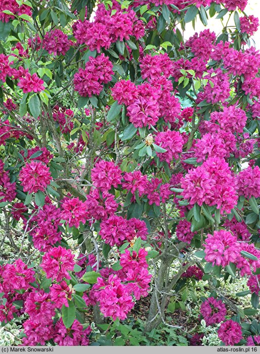 Rhododendron F.D. Godman