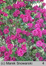 Rhododendron hort. F.D. Godman