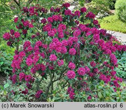 Rhododendron hort. F.D. Godman