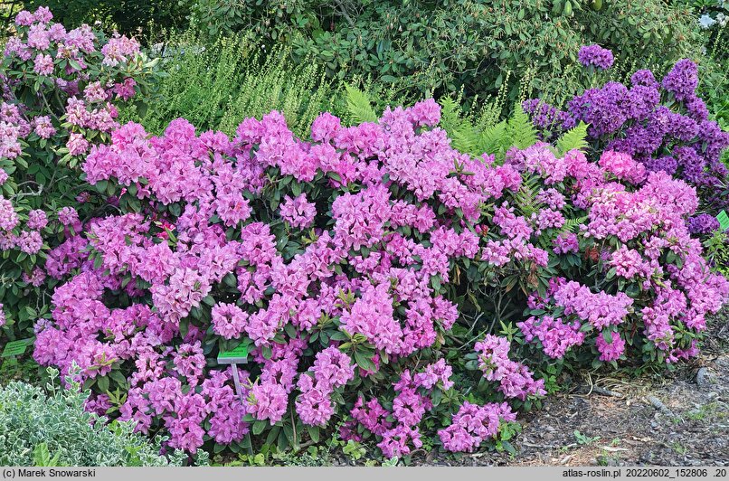 Rhododendron hort. Moon of Israel