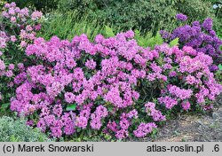 Rhododendron hort. Moon of Israel