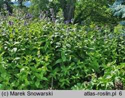 Nepeta kubanica (kocimiętka kubańska)