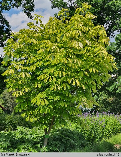 Aesculus hippocastanum Hampton Court Gold